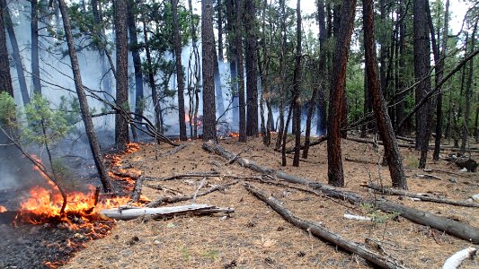 Horse Tank Managed Fire 2015-06-08 (3)
