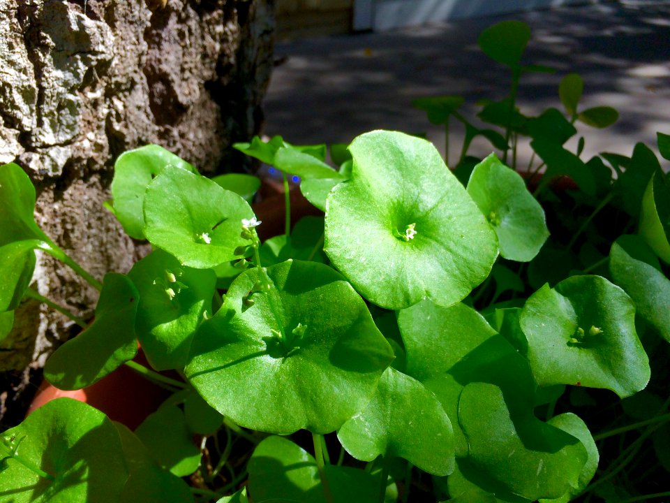 Miners Lettuce