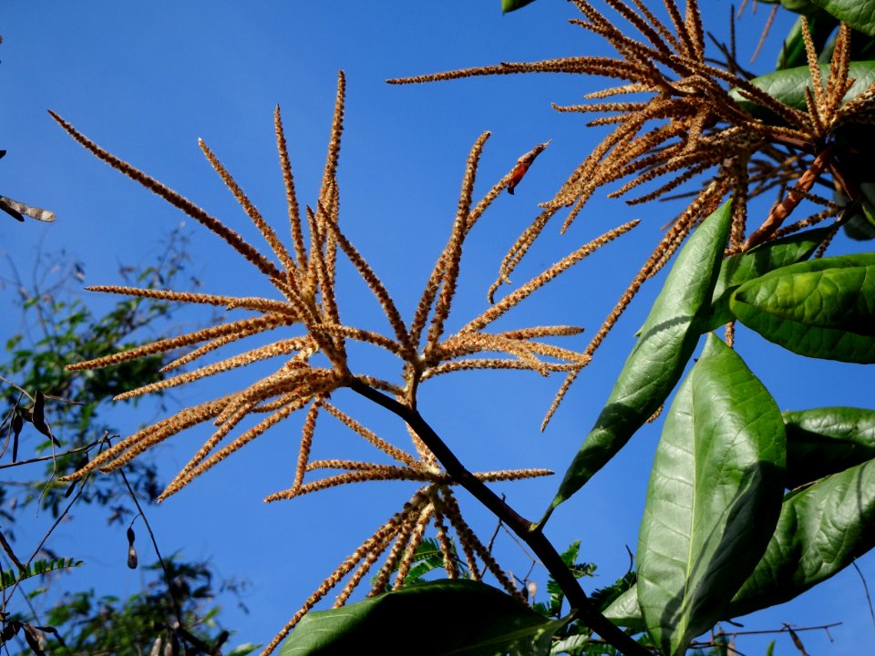 Triplaris americana , pau-formiga, flores masculinas, male-flowers