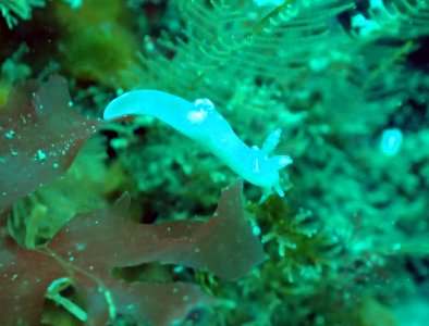 Nudibranch photo