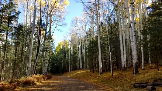 Hart Prairie Road, FR 151 (October 10, 2017)