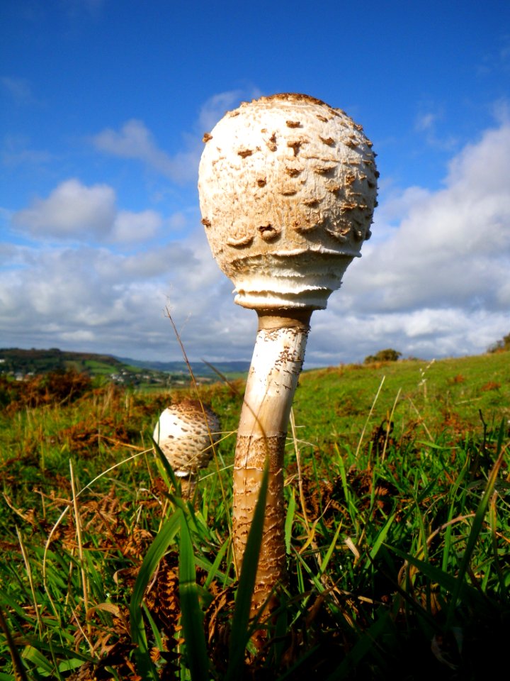 Fungi at the top of Golden Cap