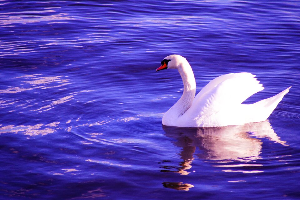 White bird water bird