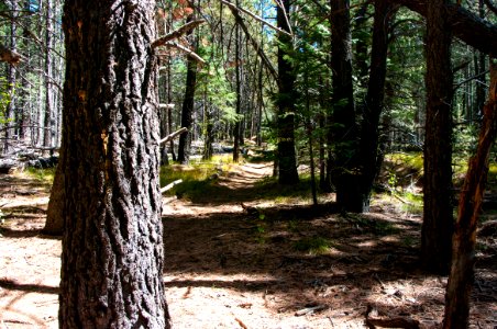 Bismarck Lake Trail photo