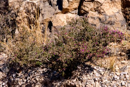 Dalea formosa