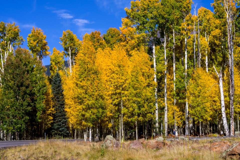 Snowbowl Road: Aspen Corner