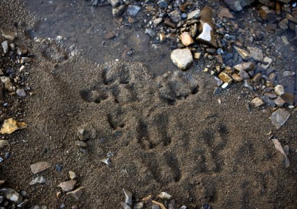 Tracks in the Sand