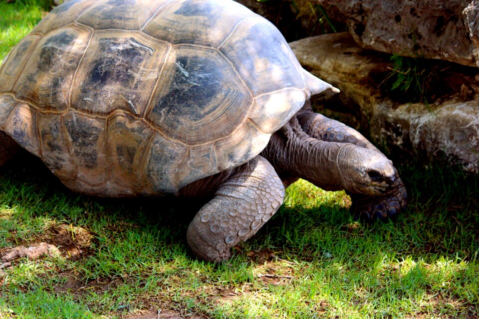 Animal crawl nature