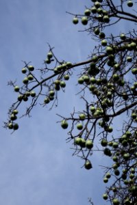 Paineira-rosa, "Ceiba speciosa" Silk-floss tree