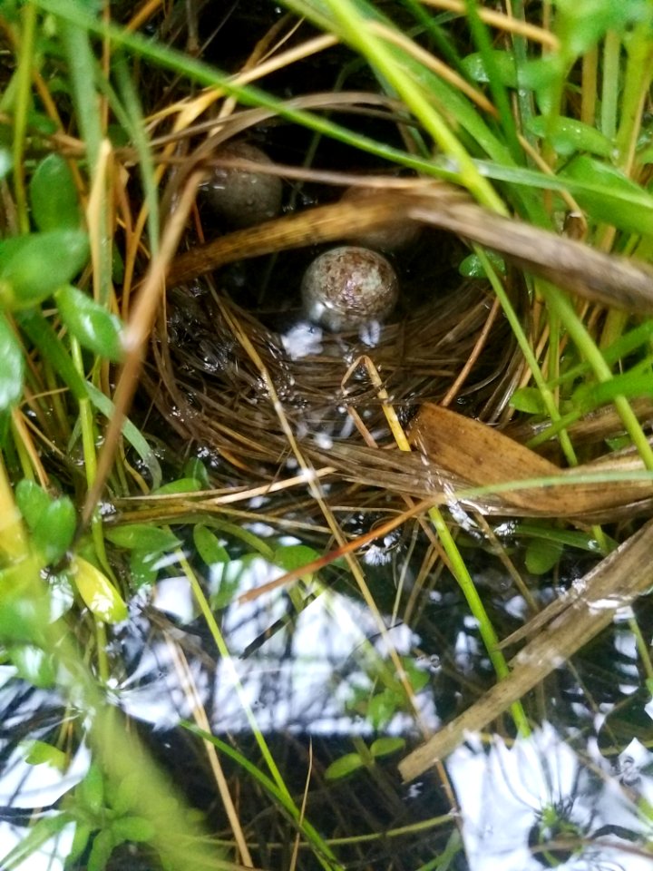 Saltmarsh sparrow flooded nest with eggs