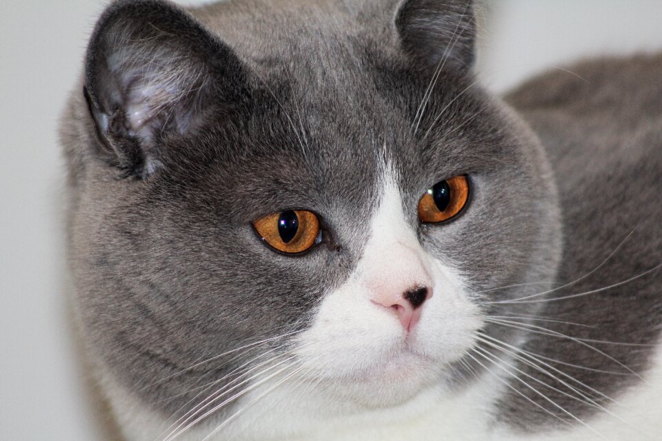 Expression attention cat's eyes