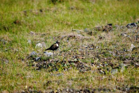 American Golden Plover