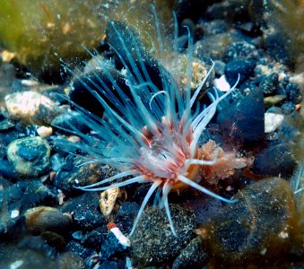 Burrowing anemone (Cerianthus lloydii) photo