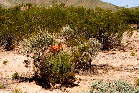 Ferocactus wislizeni