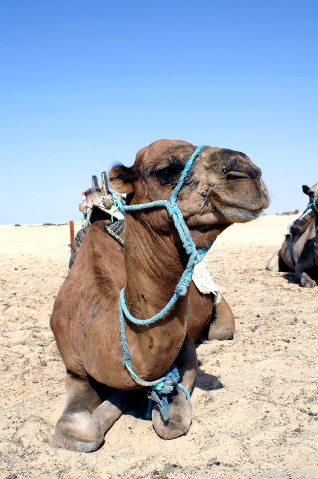 Animal closeup desert animals