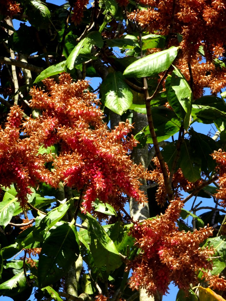 Pau-formiga "Triplaris americana"