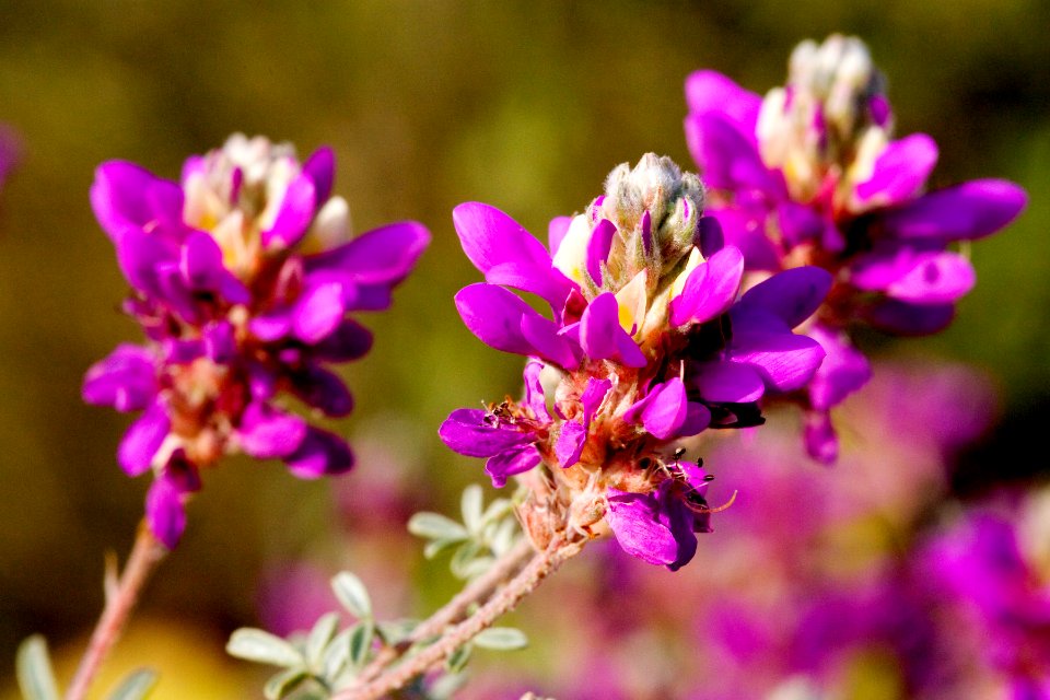Dalea bicolor var. argyrea