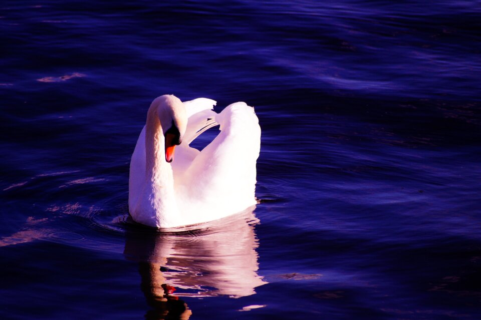 White bird water bird