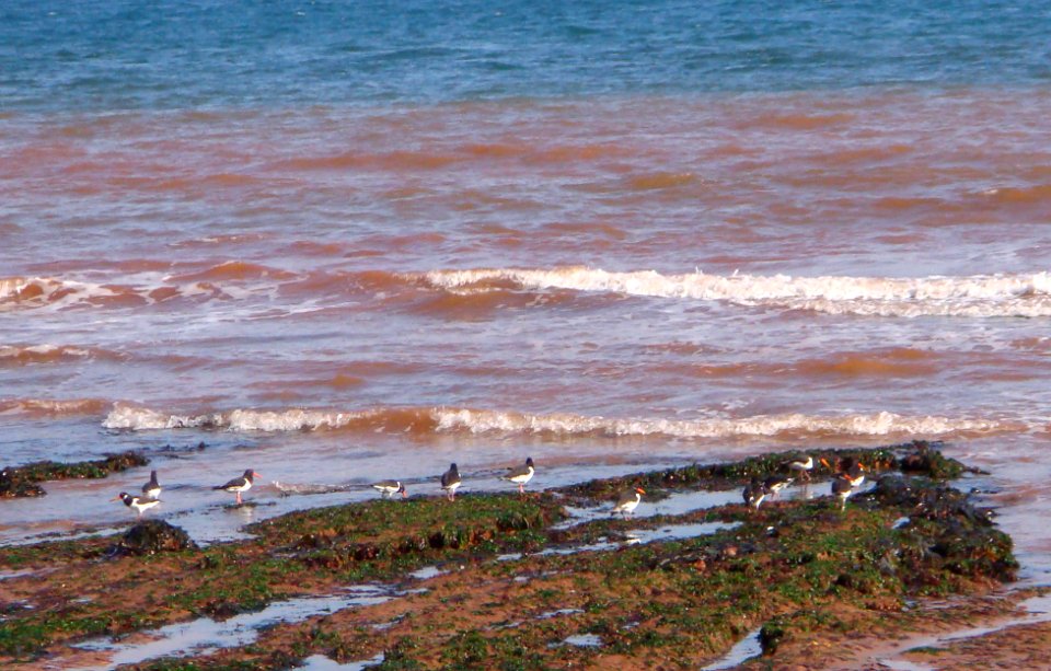 Oyster Catchers photo