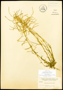Arabis densicaulis