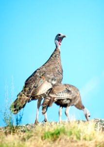 AVU-2017-024-69