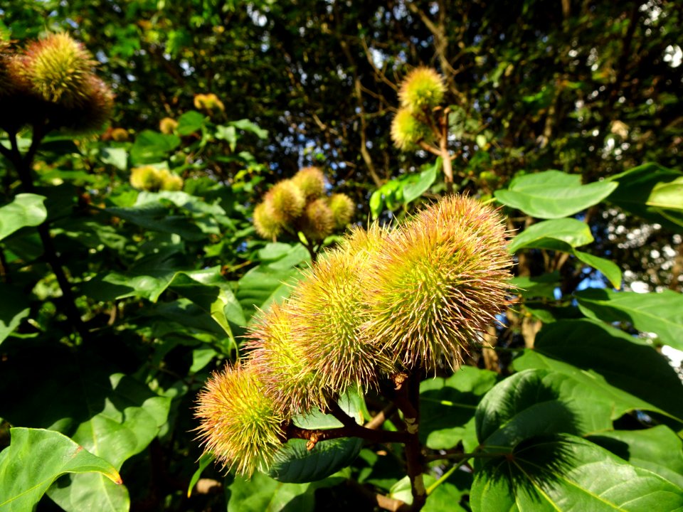 "Bixa orellana" Urucum