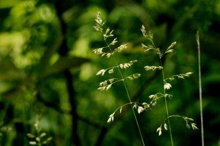 Poa pratensis