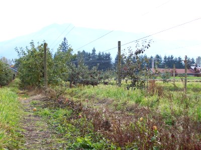 Apple and Pumpkin Picking