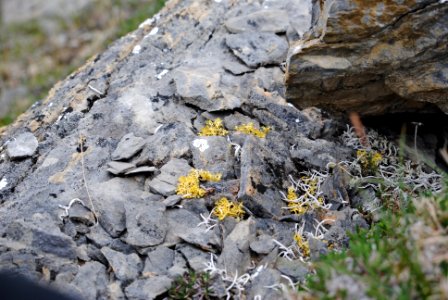 Lichen on the Rocks