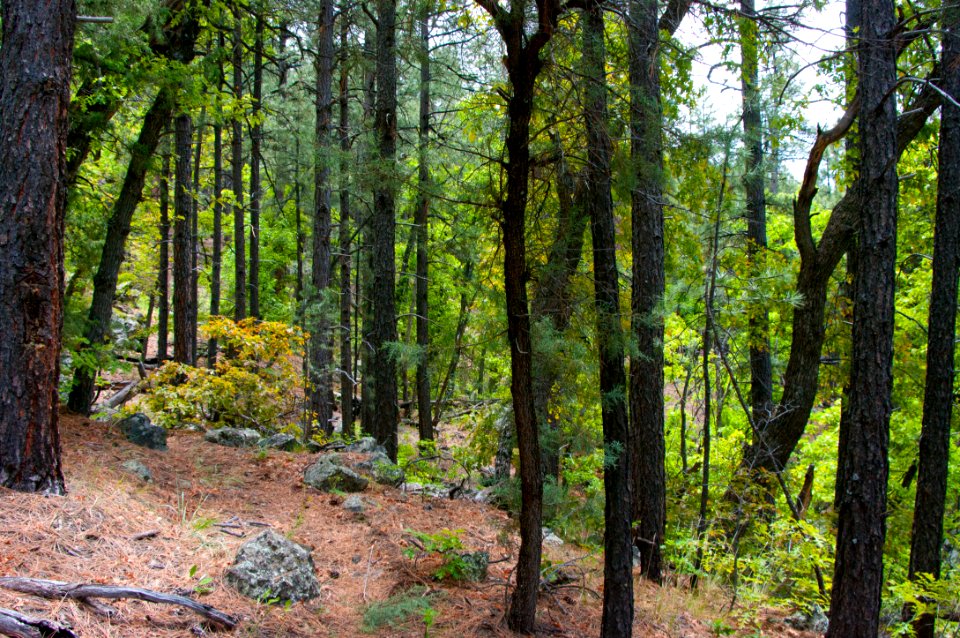 Kelsey Trail No. 3