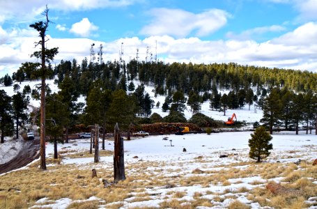 FWPP Helicopter Thinning Operations