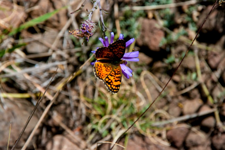 Bismarck Lake Trail