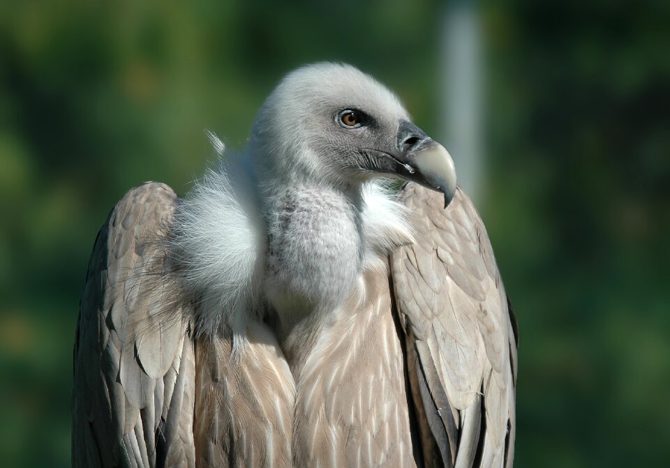 Animals griffon vulture feathers