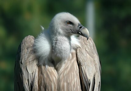 Animals griffon vulture feathers