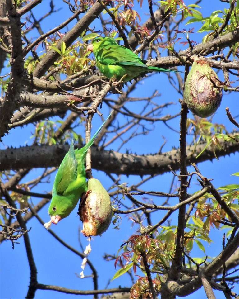 brazilian parakeet "brotogeris" in "Ceiba speciosa"