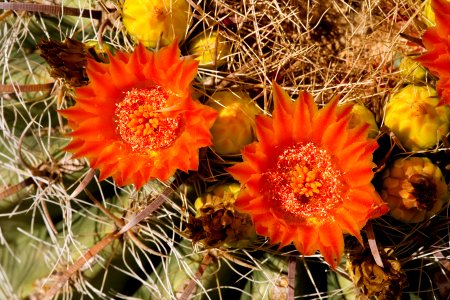 Ferocactus wislizeni