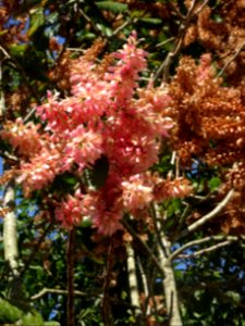 Pau-formiga "Triplaris americana"