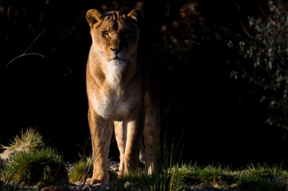 Carnivore female nature