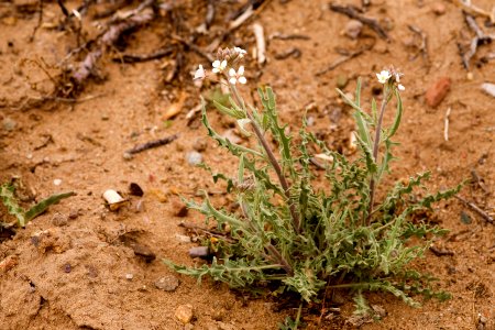 Dimorphocarpa wislizeni
