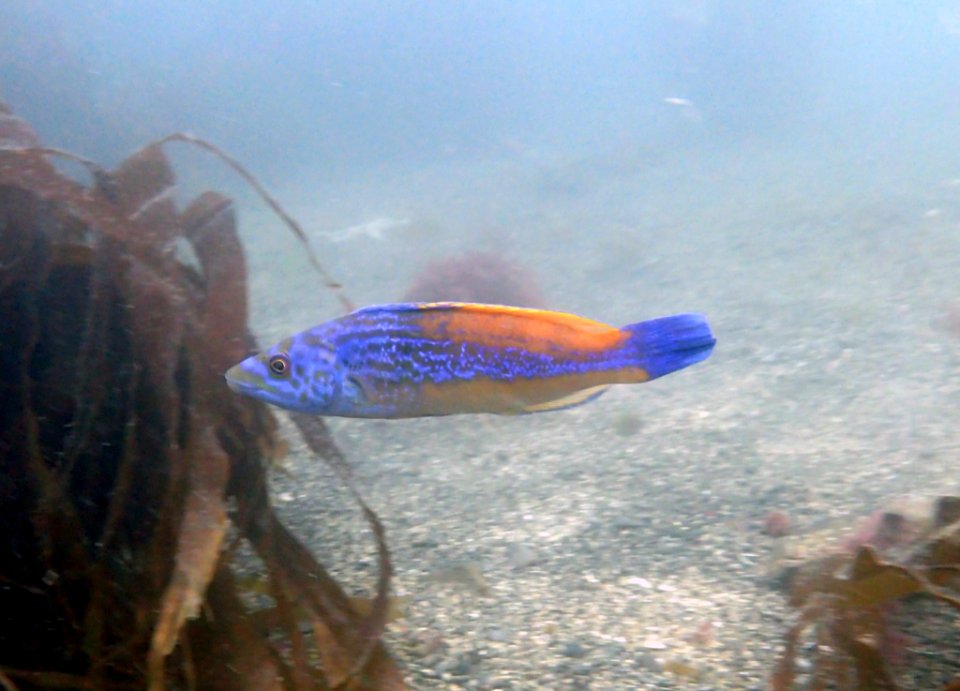 Cuckoo wrasse (Male) (Labrus mixtus)