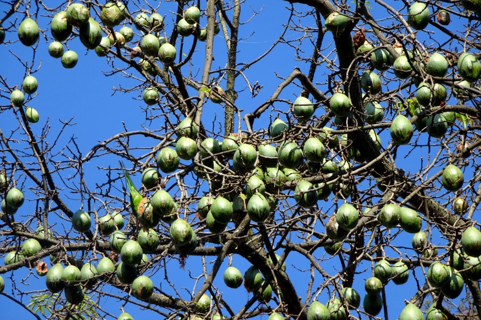 brazilian parakeet "maritaca" in "ceiba speciosa" fruits