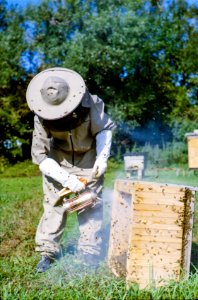 Back yard beehive