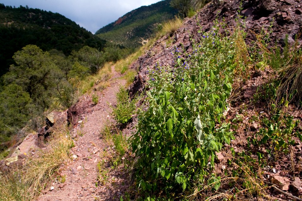 Salvia pinguifolia