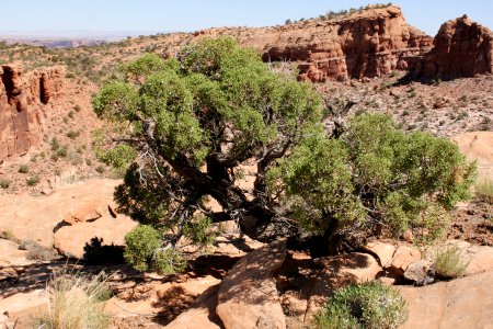 Juniperus osteosperma