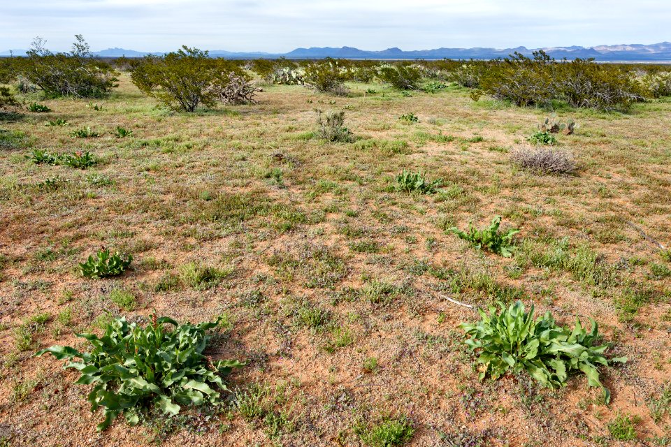 North-northwest of Onion Springs Peak