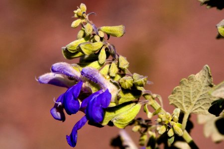 Salvia pinguifolia photo