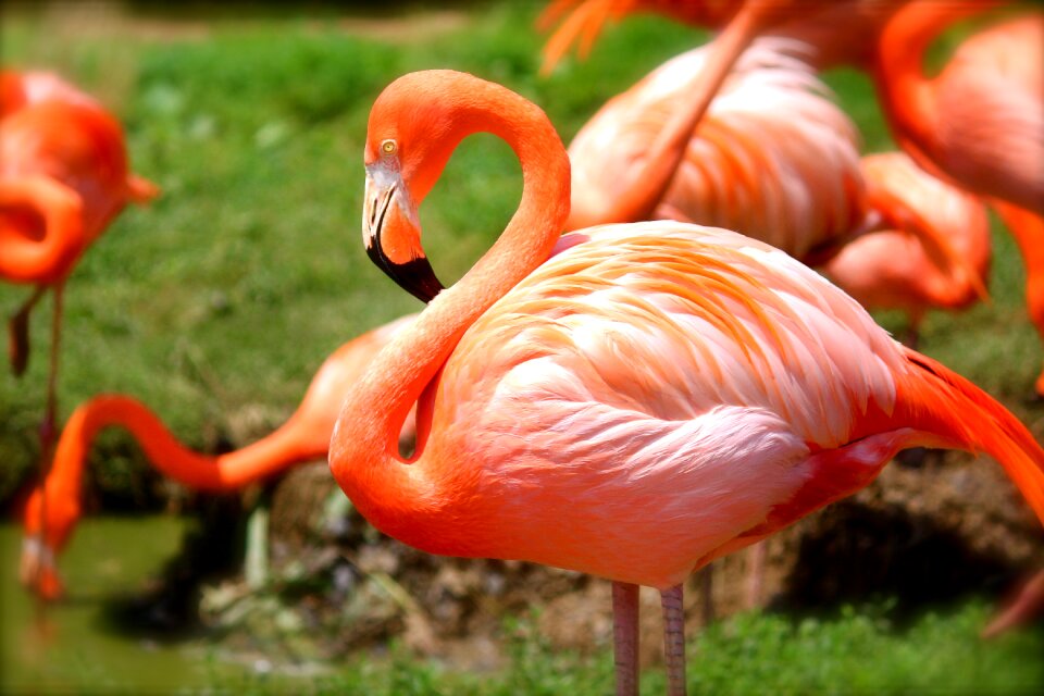 Nature animal wildlife