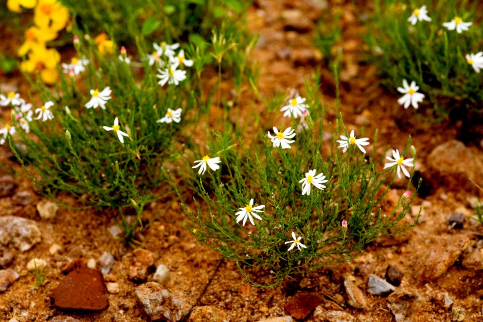 Chaetopappa ericoides