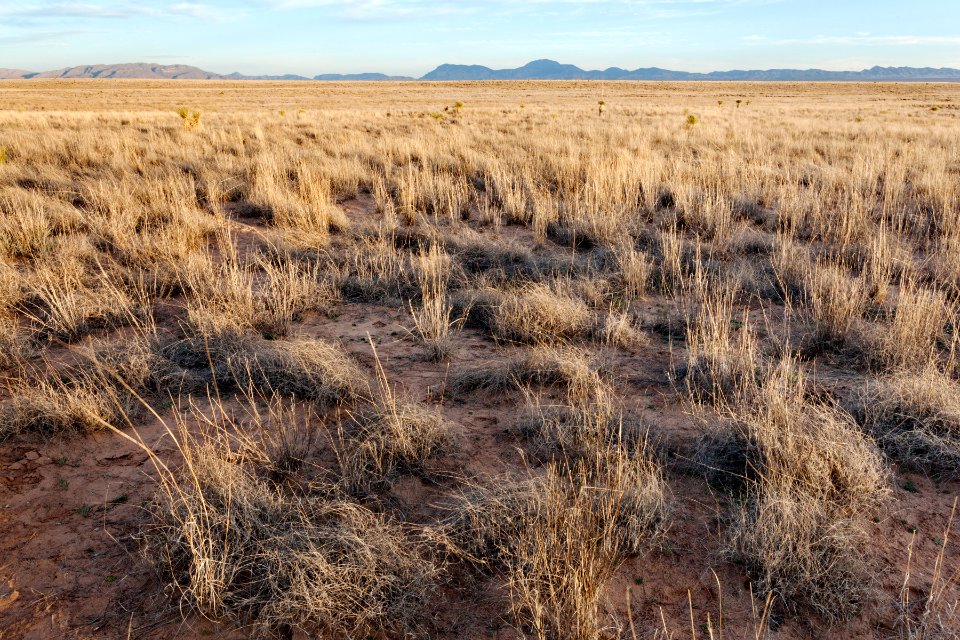 Jornada del Muerto Plain