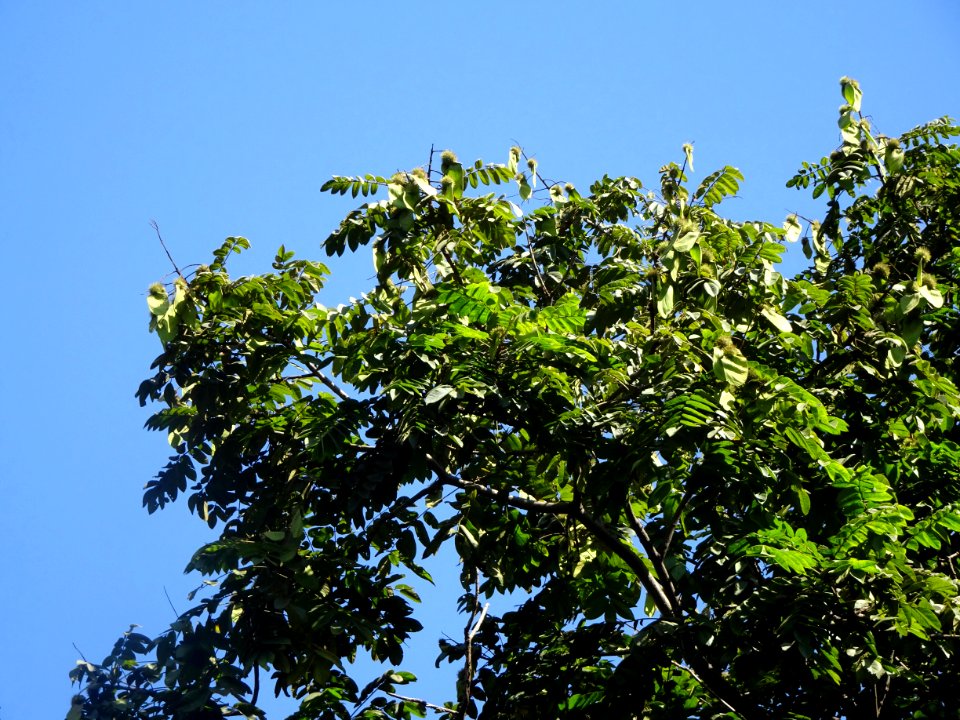 Araribá-vermelho "Centrolobium tomentosum" Canarywood